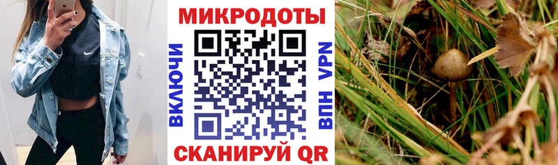 Псилоцибиновые грибы Psilocybe  Осинники 